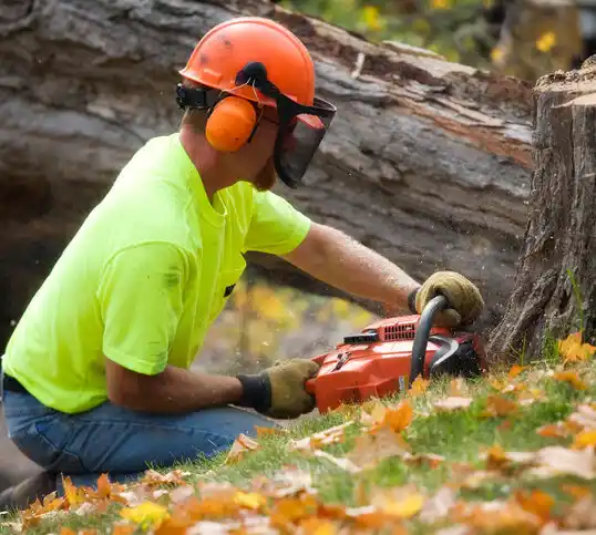 tree services Lyman